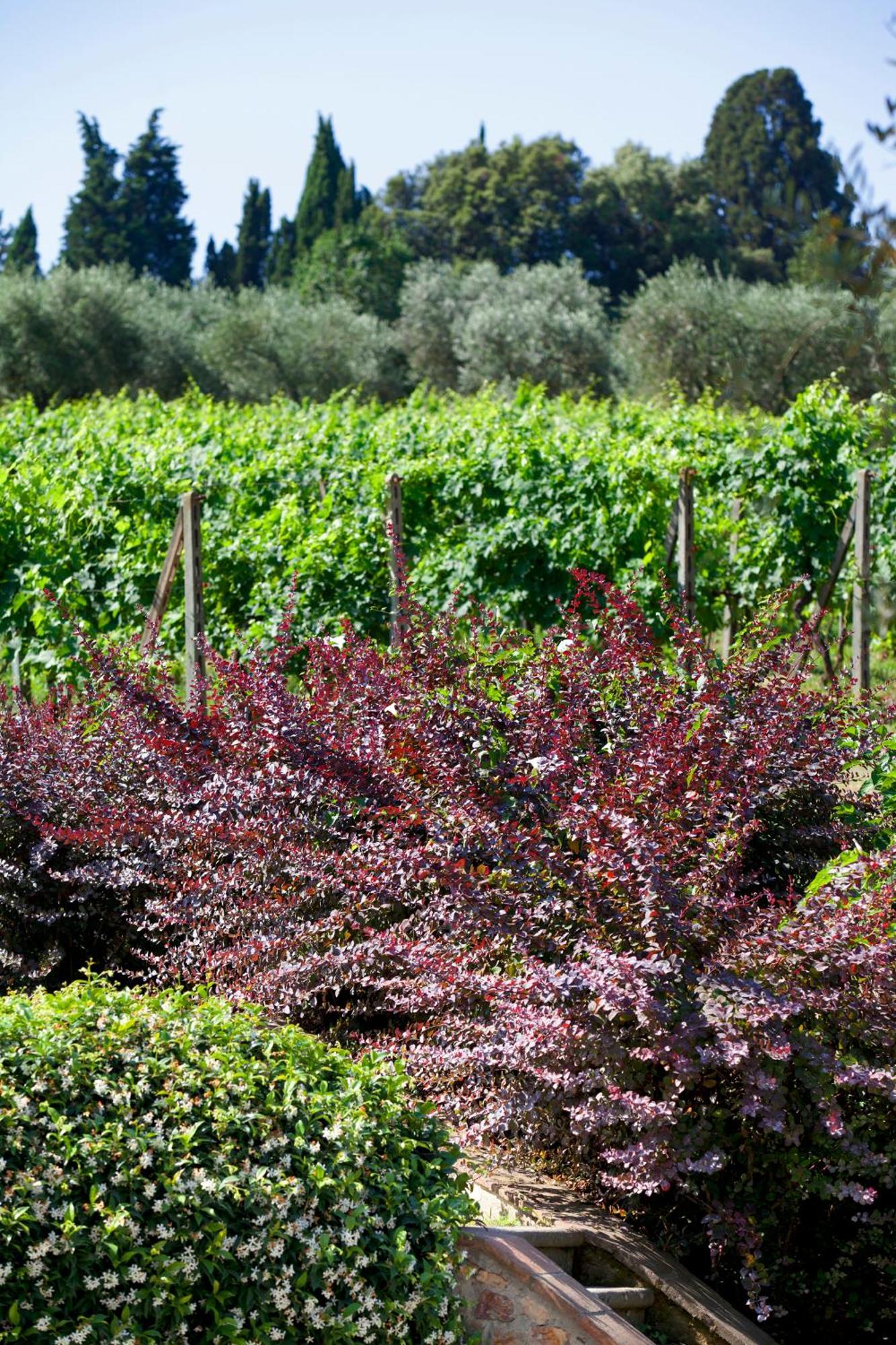 Agriturismo La Casa Di Rodo Quarrata Zewnętrze zdjęcie
