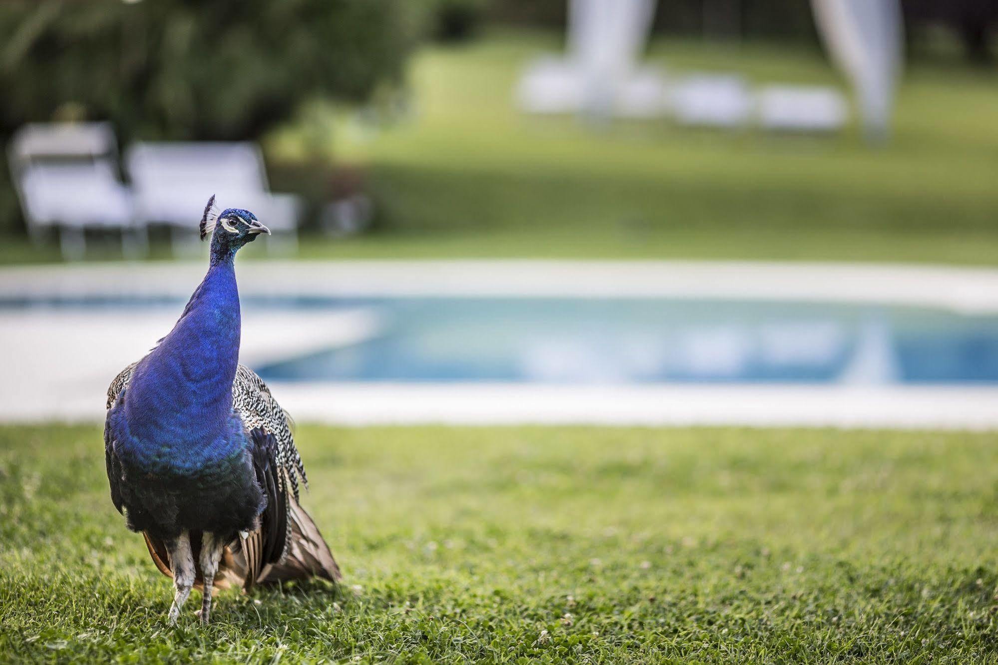Agriturismo La Casa Di Rodo Quarrata Zewnętrze zdjęcie